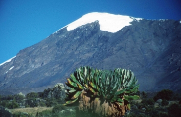 Noch gibt es einen Gletscher auf dem Gipfel des Kilimanajaro